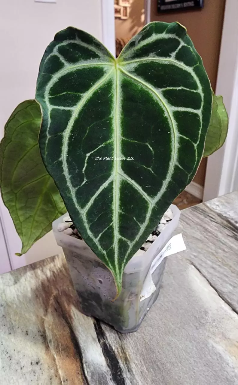 Anthurium Blistered mag from Barry Schwartz thumbnail