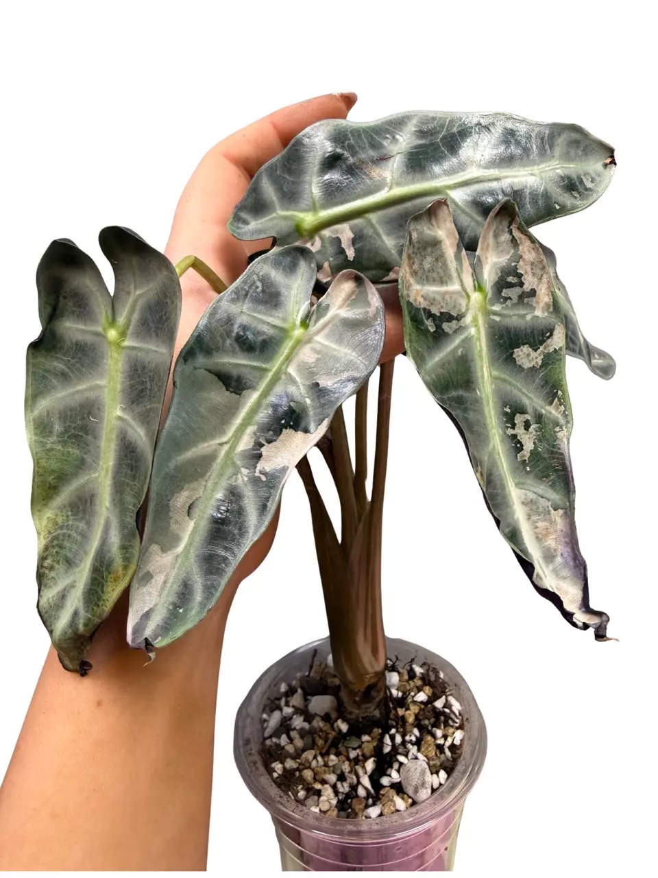 CORM- Alocasia Pink Bambino Silver Mutation thumbnail