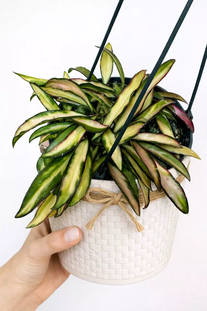 6” Hoya Wayetti Variegated thumbnail
