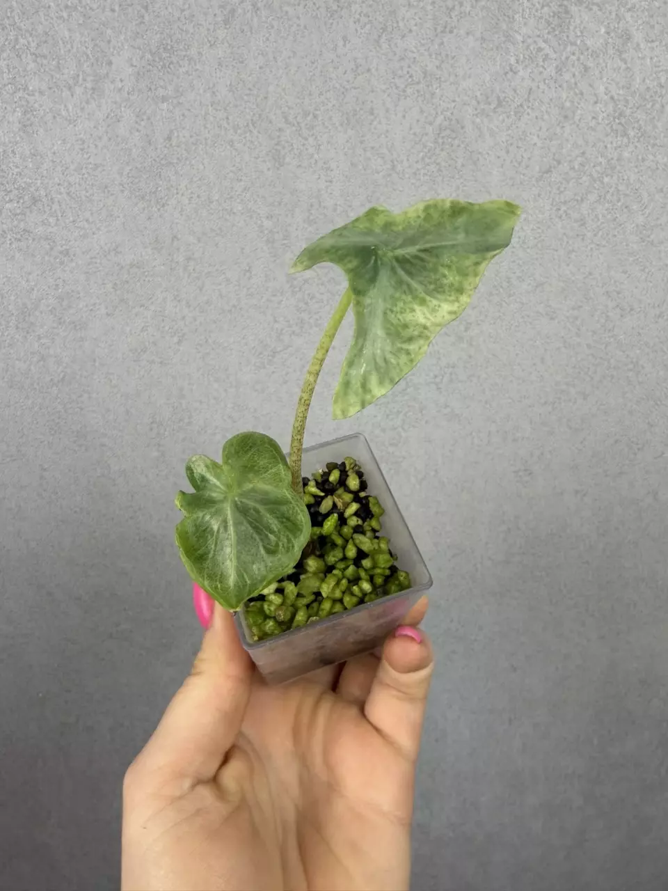 Alocasia Holy Grail thumbnail