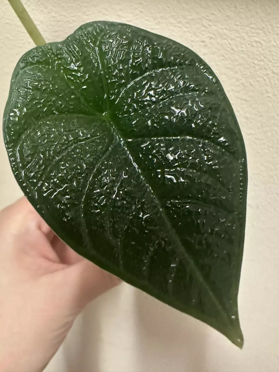 Alocasia melo pup, 3D textured leaves thumbnail