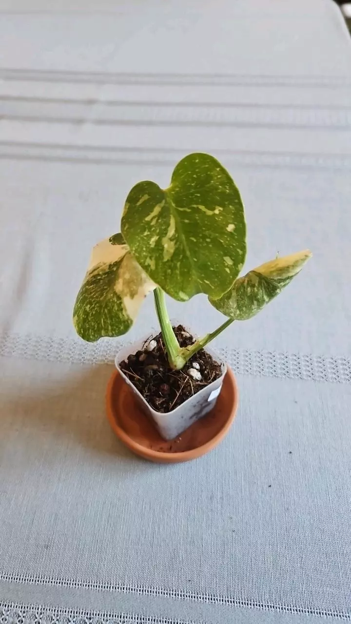 Monstera Thai Constellation thumbnail