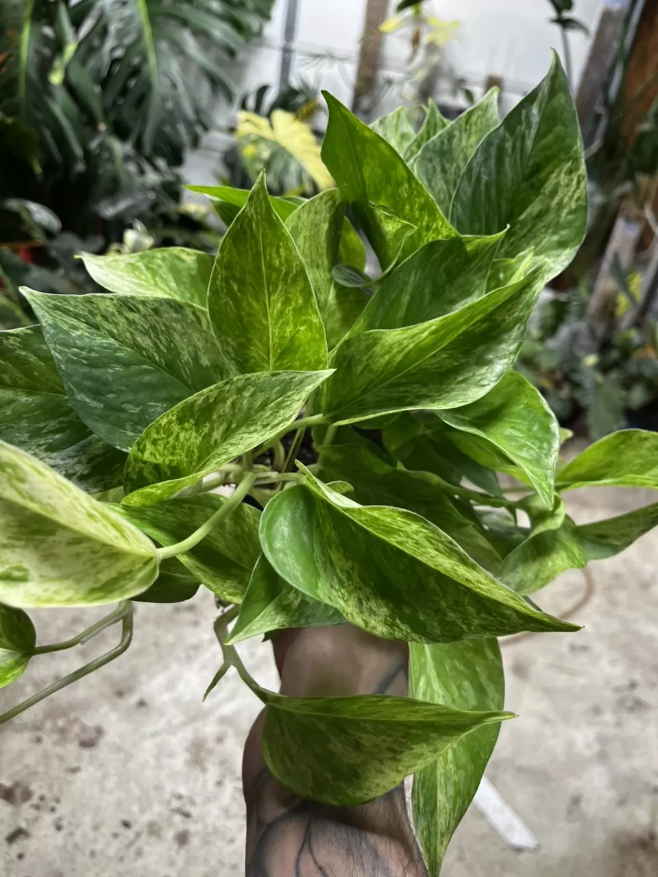 4" Pothos 'marble Queen' thumbnail