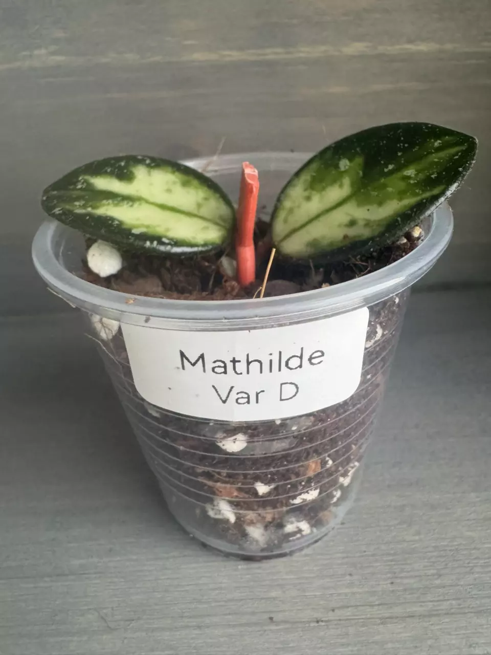 Hoya Mathilde Variegated D thumbnail
