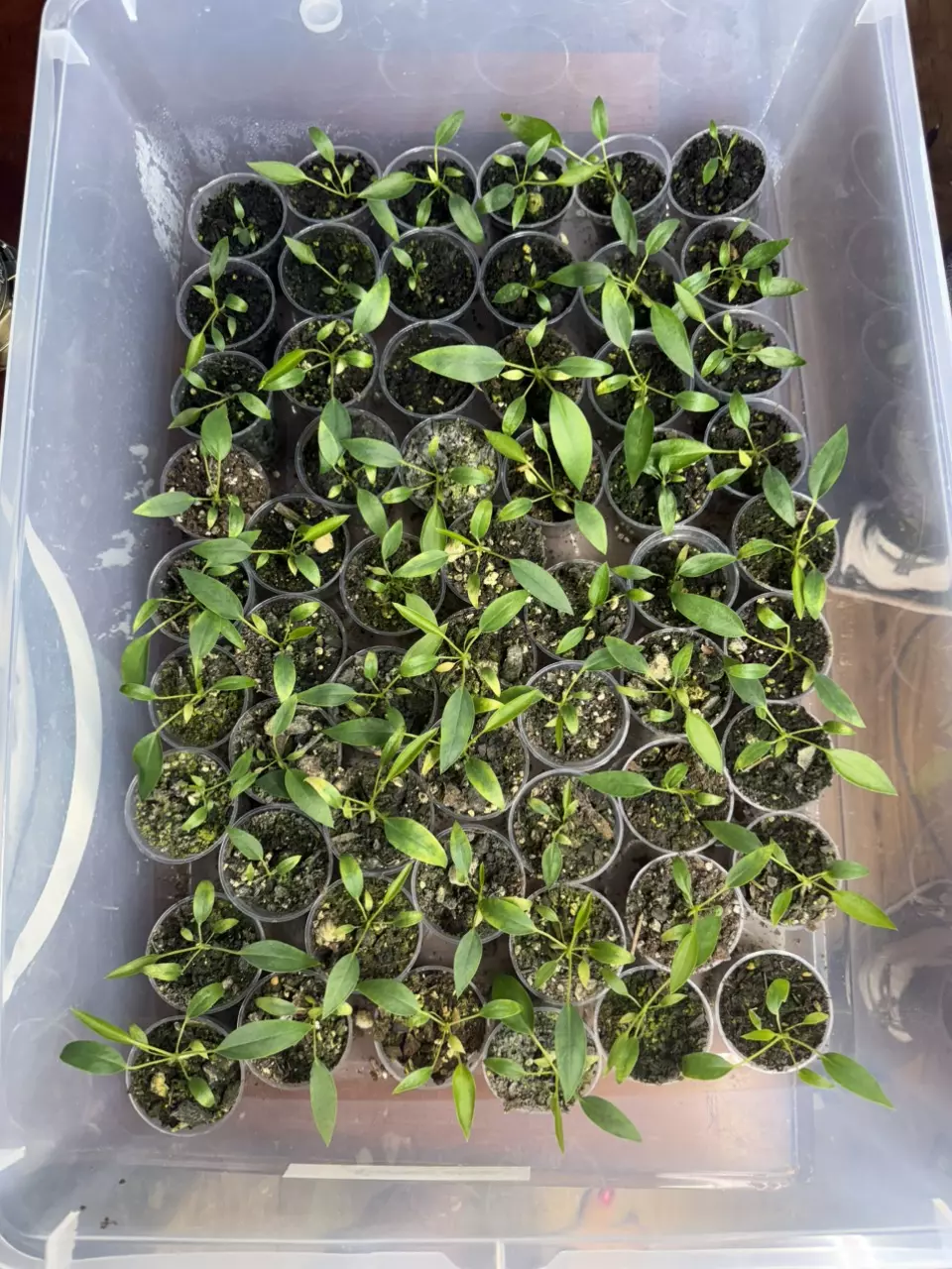 Anthurium Scandens thumbnail