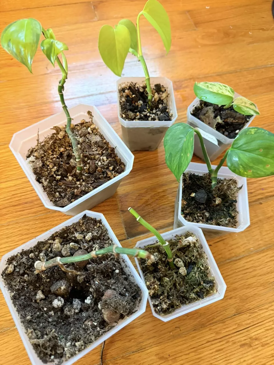 Teruno Pothos Rooted Bundle 6 Plants thumbnail