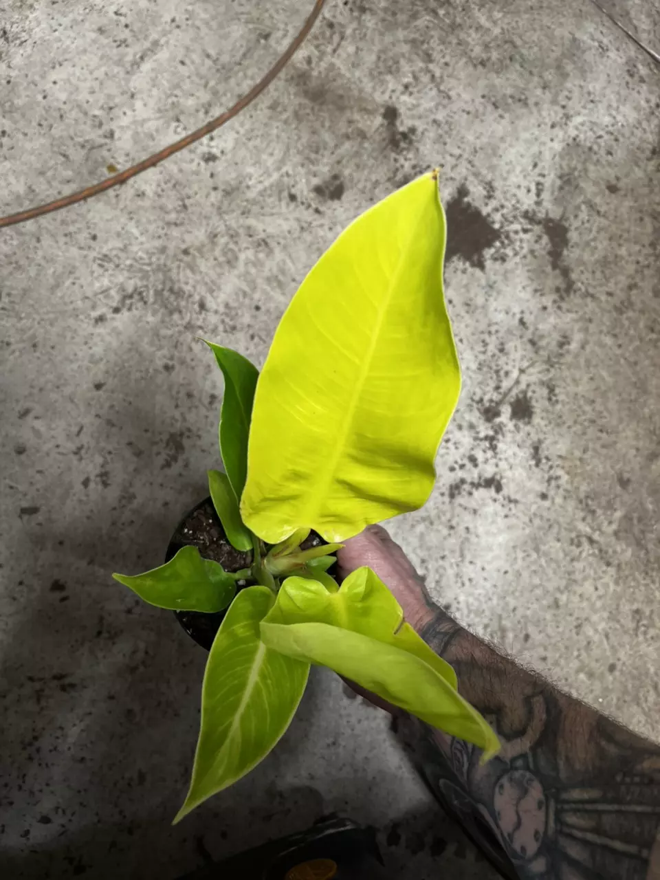 Moonlight philodendron thumbnail