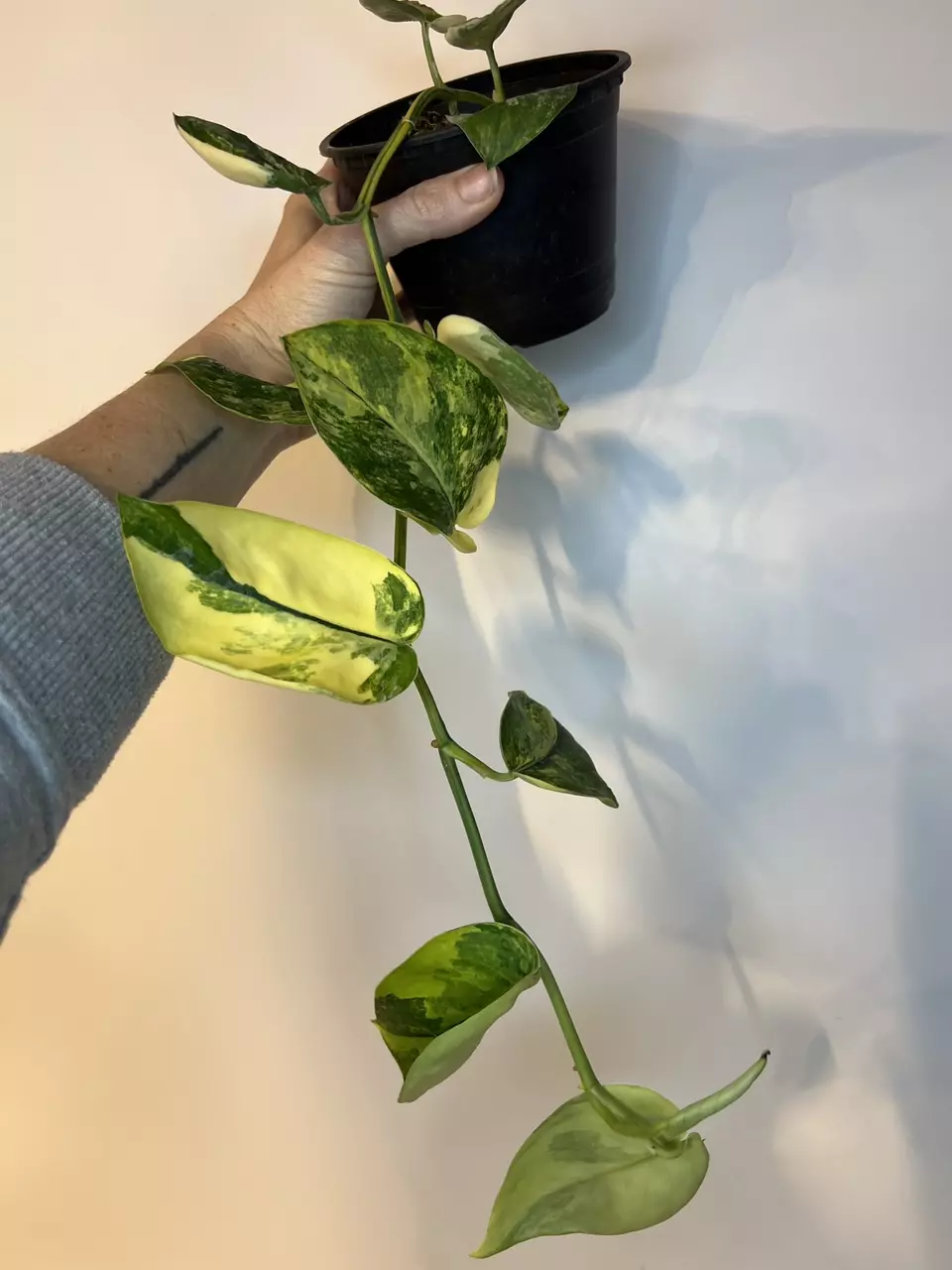 Scindapsus Jade Satin Aurea thumbnail