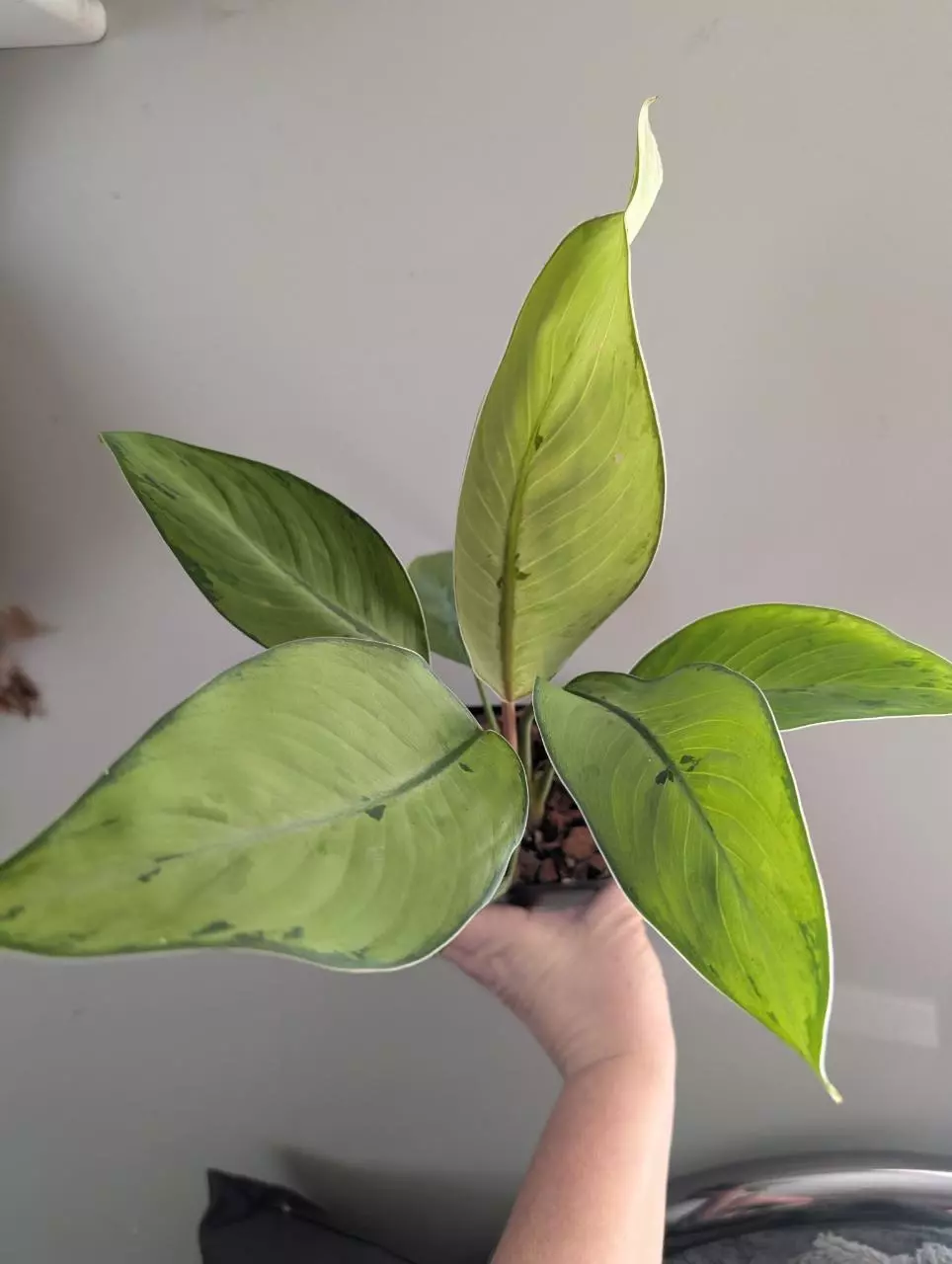 Homalomena Shelby thumbnail