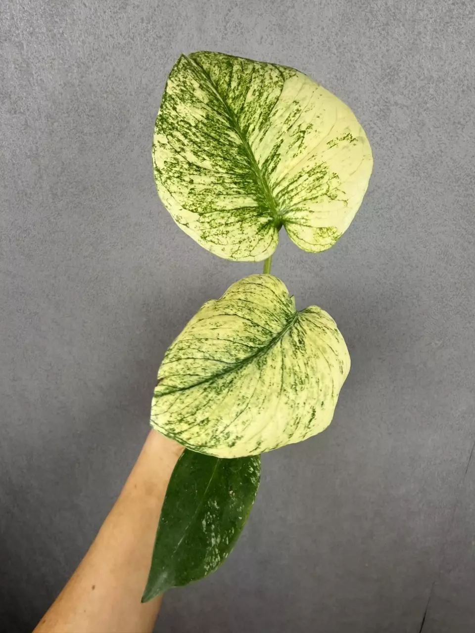Monstera Mint ‘White Monster’ large form thumbnail