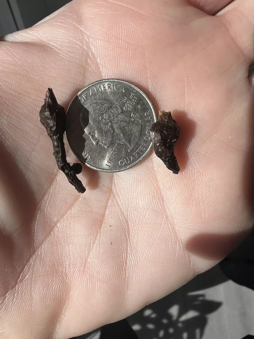 Alocasia Cuprea Red Secret Spider Corms (2) thumbnail