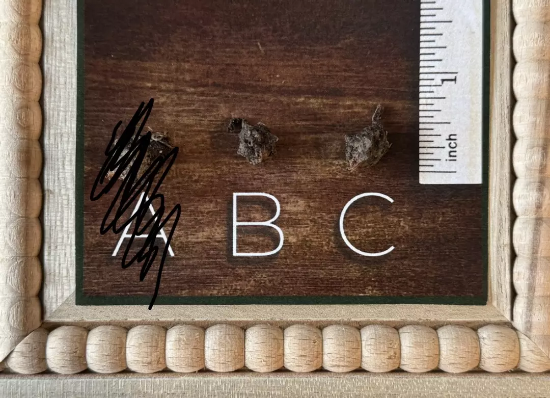 Alocasia Blizzard Corm thumbnail