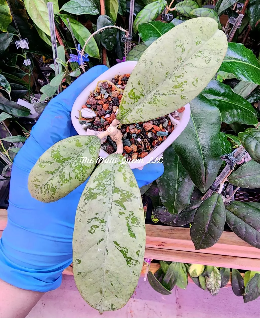 Hoya 'Lorelai' thumbnail