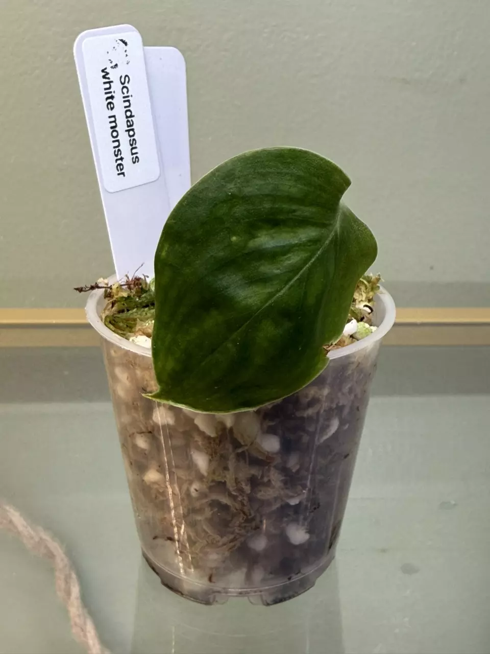 0082 white monster scindapsus thumbnail