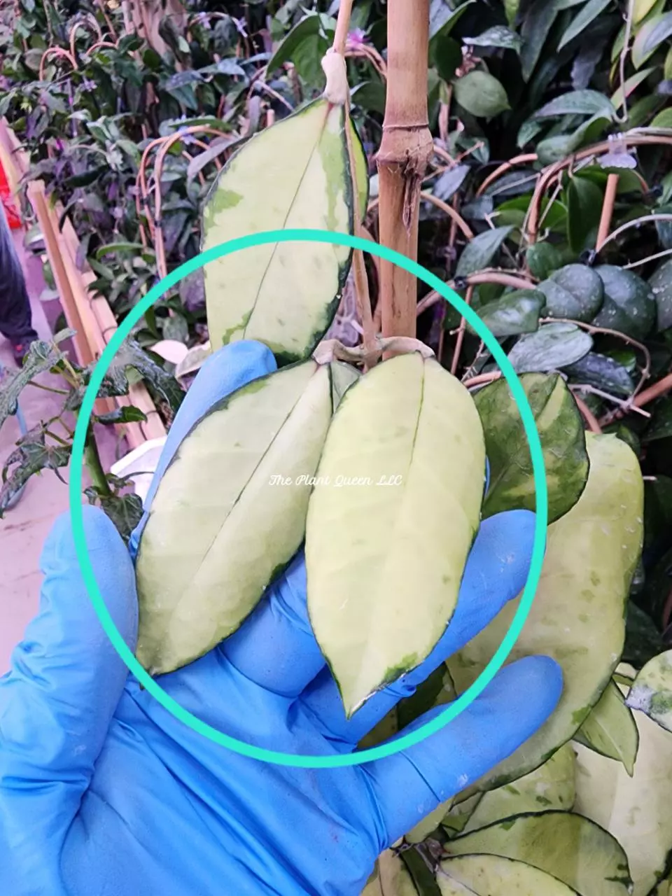 Cutting Hoya crassipetiolata (variegated) thumbnail
