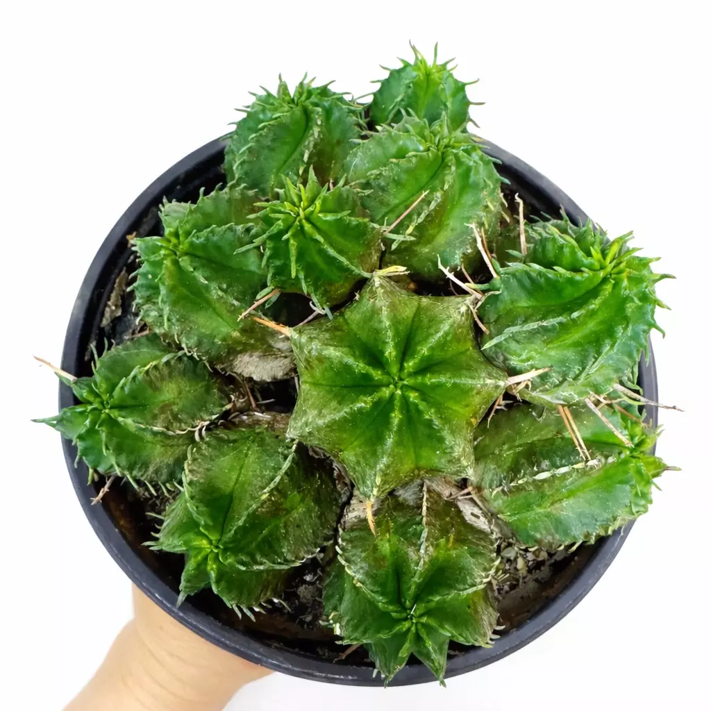 6” Euphorbia Meloformis ‘Melon Spurge’ thumbnail