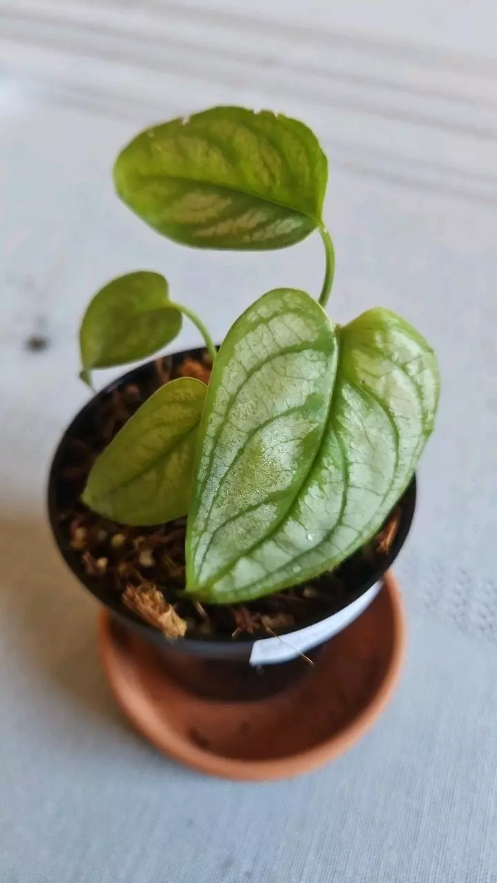 Monstera Siltepecana 3in thumbnail