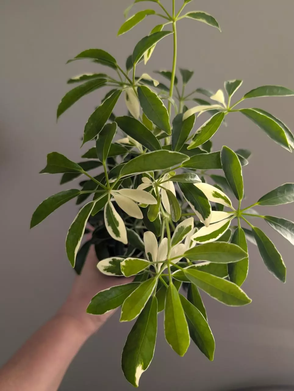Variegated schflerra thumbnail