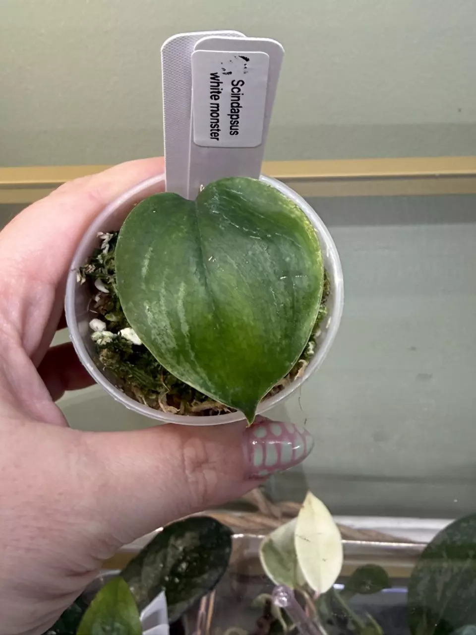 0077 white monster scindapsus thumbnail