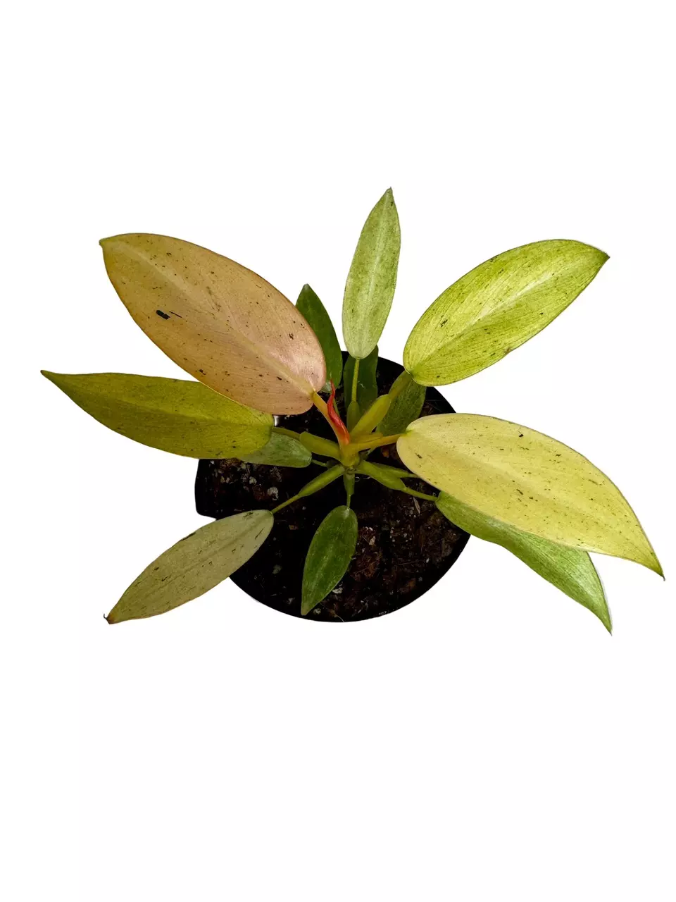 4" Philodendron Whipple Way thumbnail