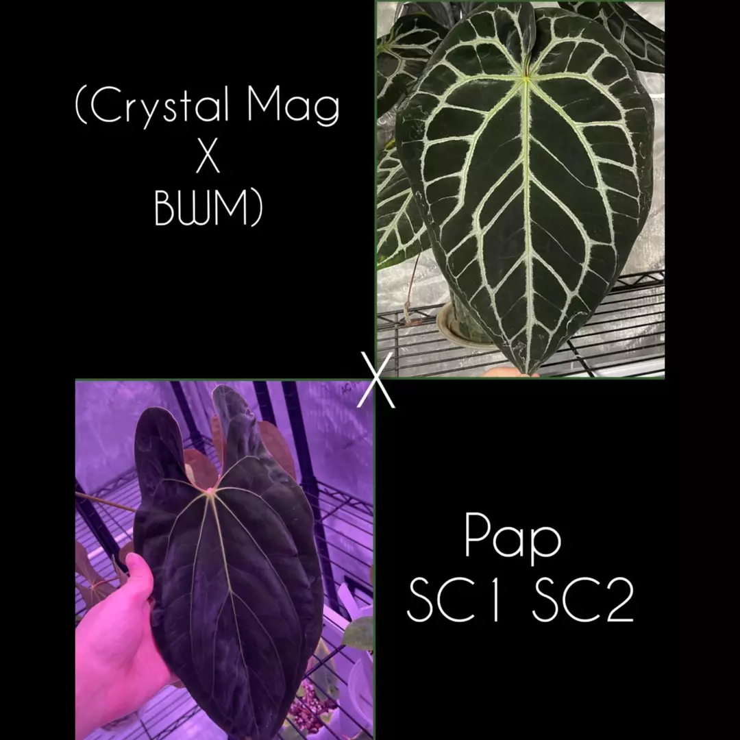 GC (CrystalMag x BWM) x Pap SC1 SC2 thumbnail
