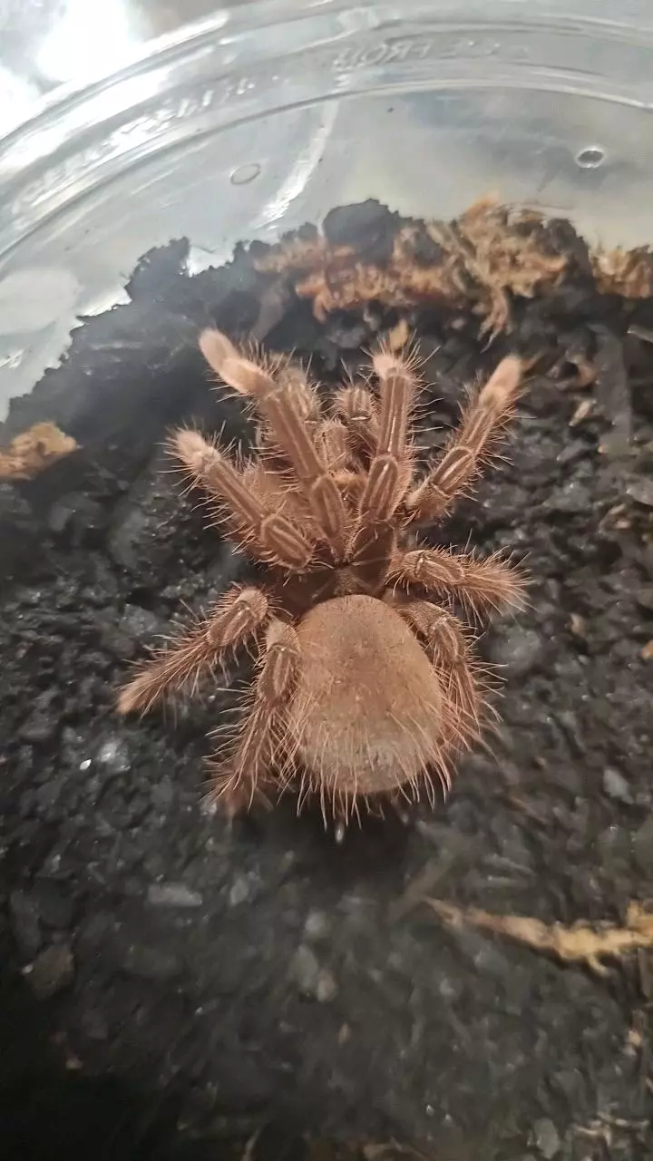 Burgundy Goliath Birdeater (Theraphosa stirmi) 3"+ thumbnail