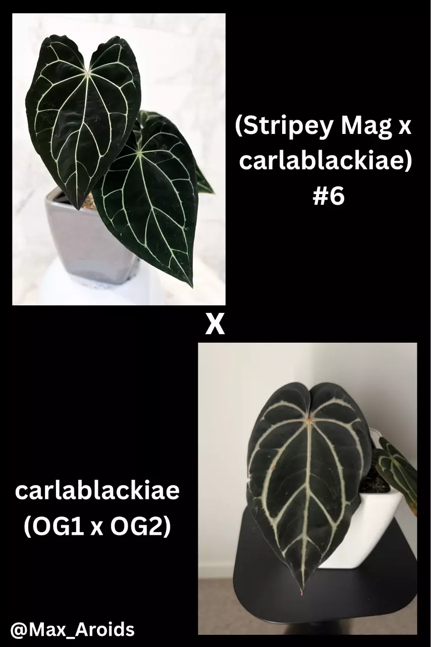 Anthurium (Stripey Mag x carlablackiae) #6 x carlablackiae (OG1 x OG2) (M) thumbnail
