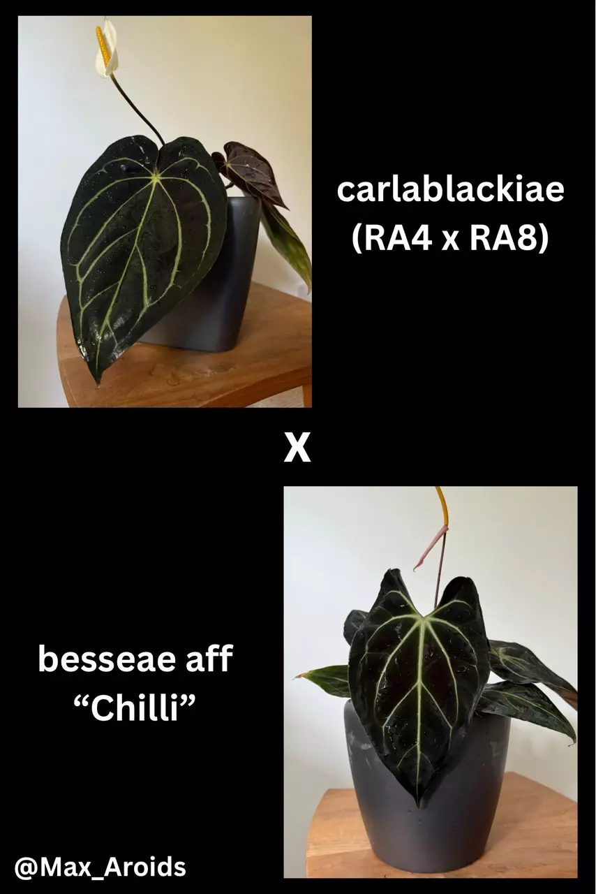 Anthurium carlablackiae (RA4 x RA8) x besseae aff “Chilli” (M) thumbnail