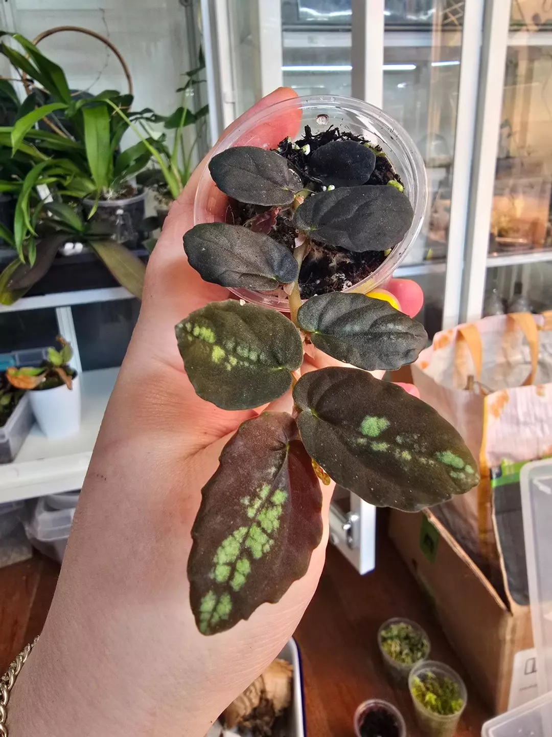 Pellonia Repens thumbnail