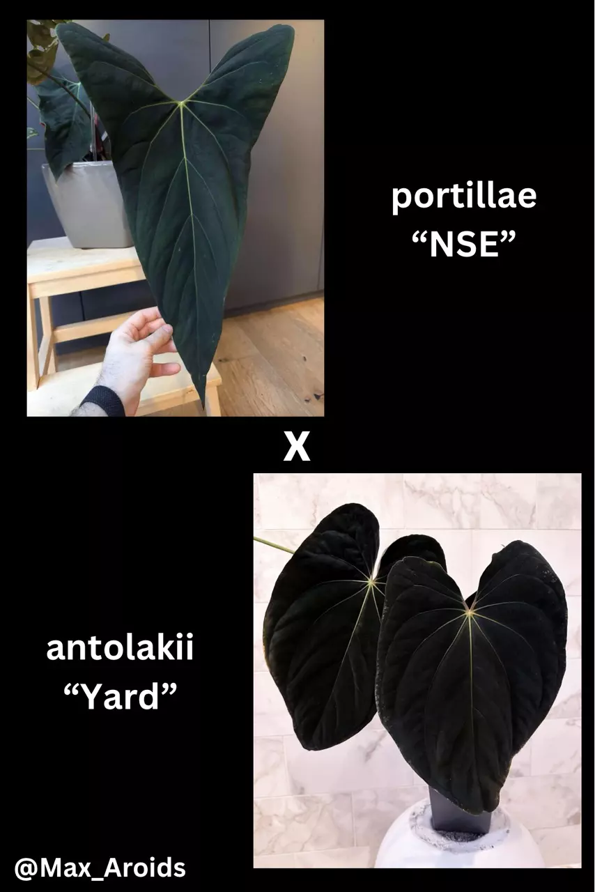 Anthurium portillae “NSE” x antolakii “Yard” (M) thumbnail