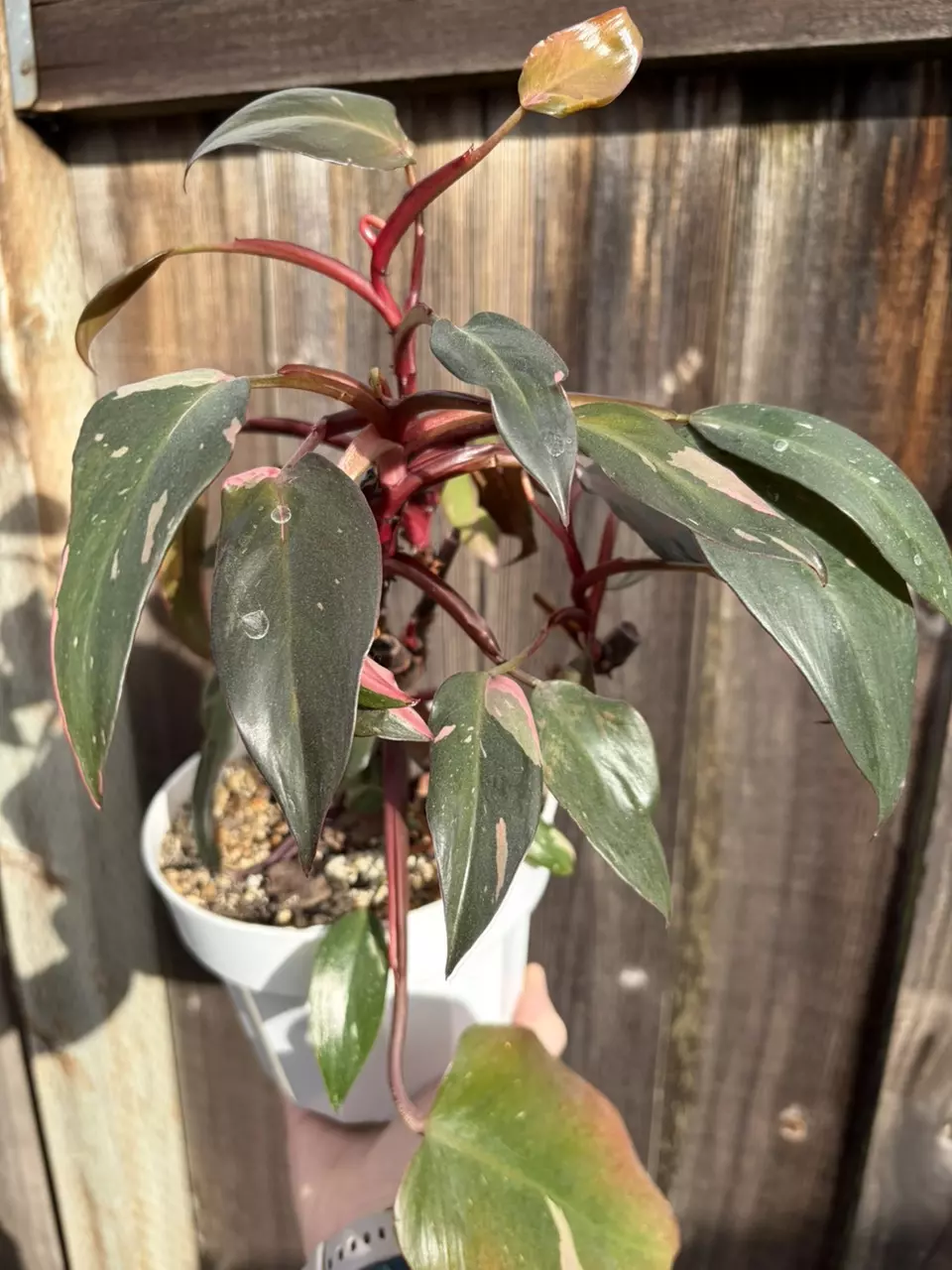 Philodendron pink princess thumbnail