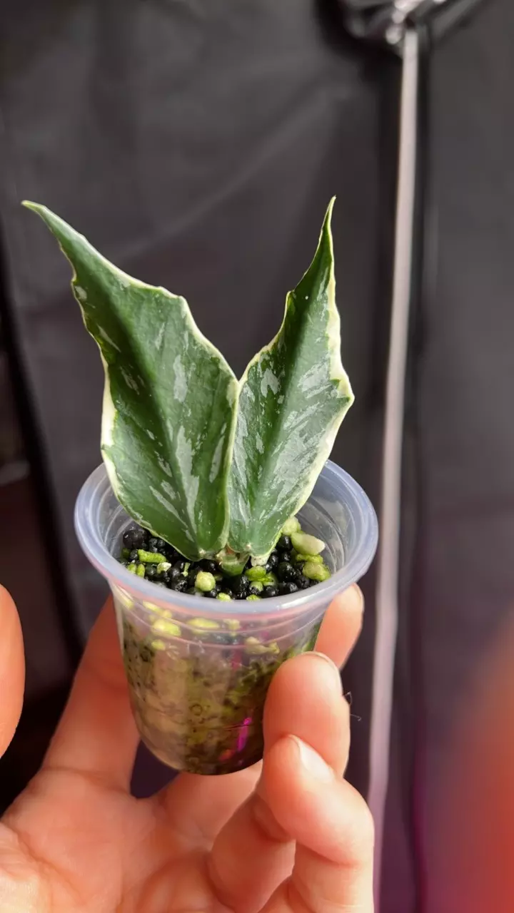 Hoya poly Jasminka rooted cutting thumbnail