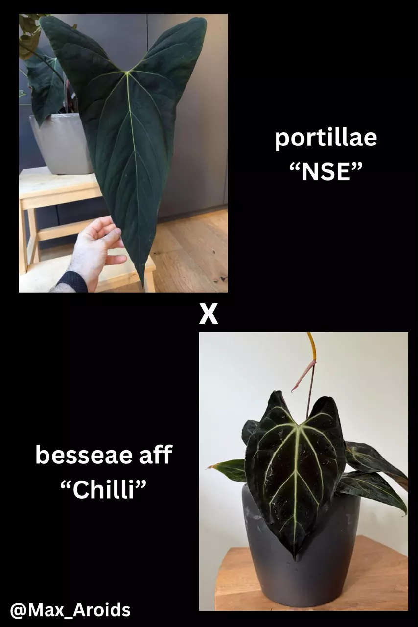 Anthurium portillae “NSE” x besseae aff “Chilli” (M) thumbnail