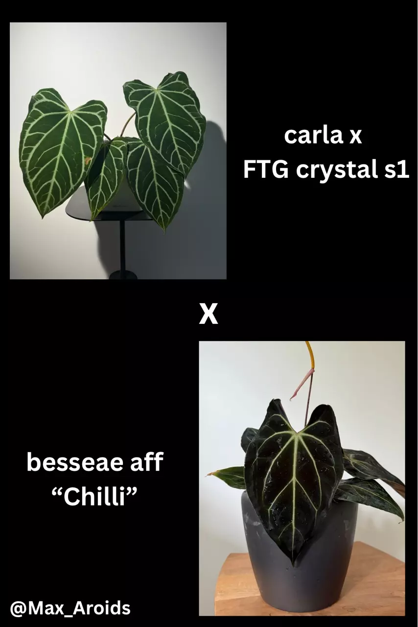 Anthurium (carla x FTG crystal s1) x besseae aff “Chilli” (M) thumbnail