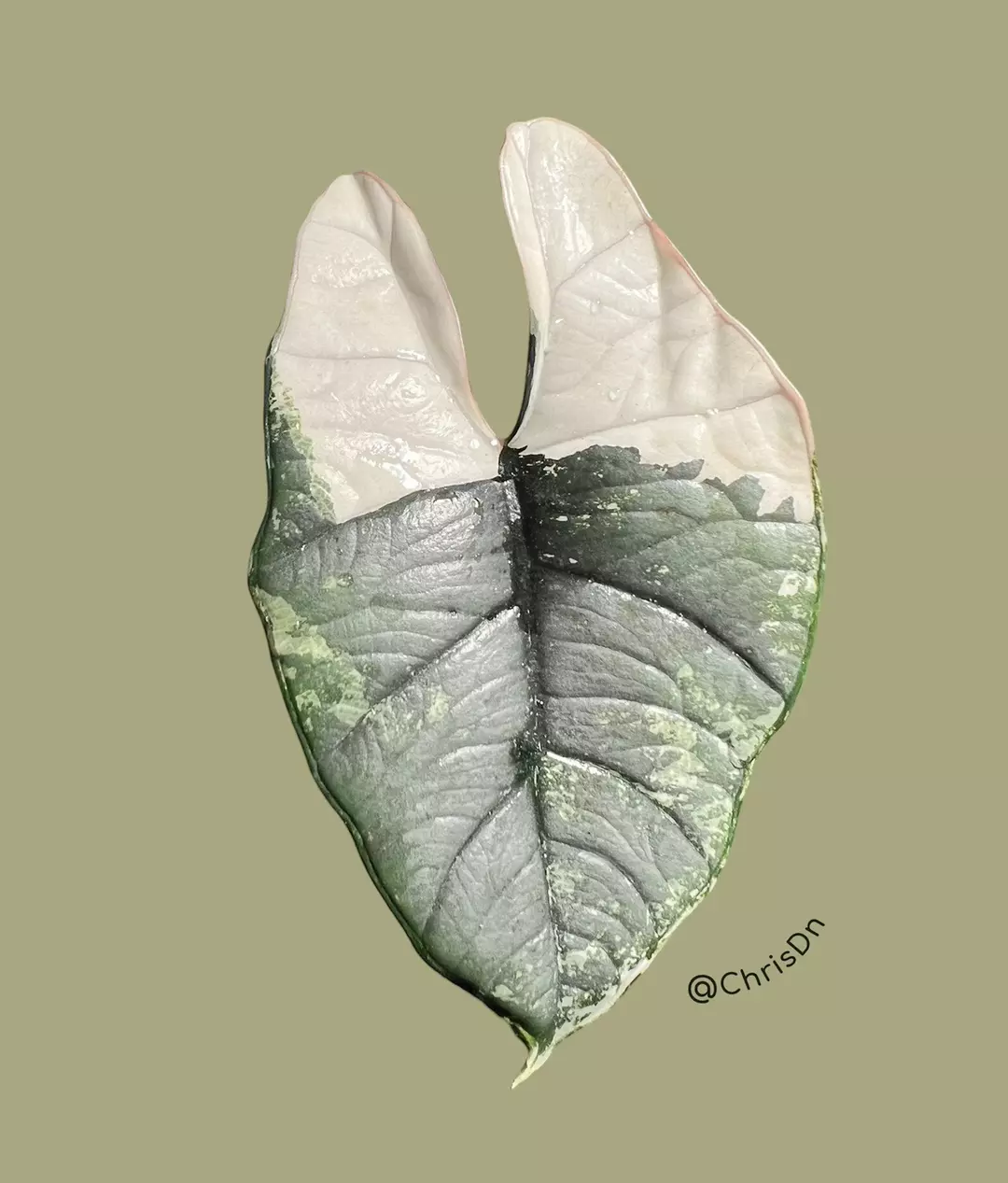 Corm E - Albo Variegated Alocasia Platinum Bisma thumbnail