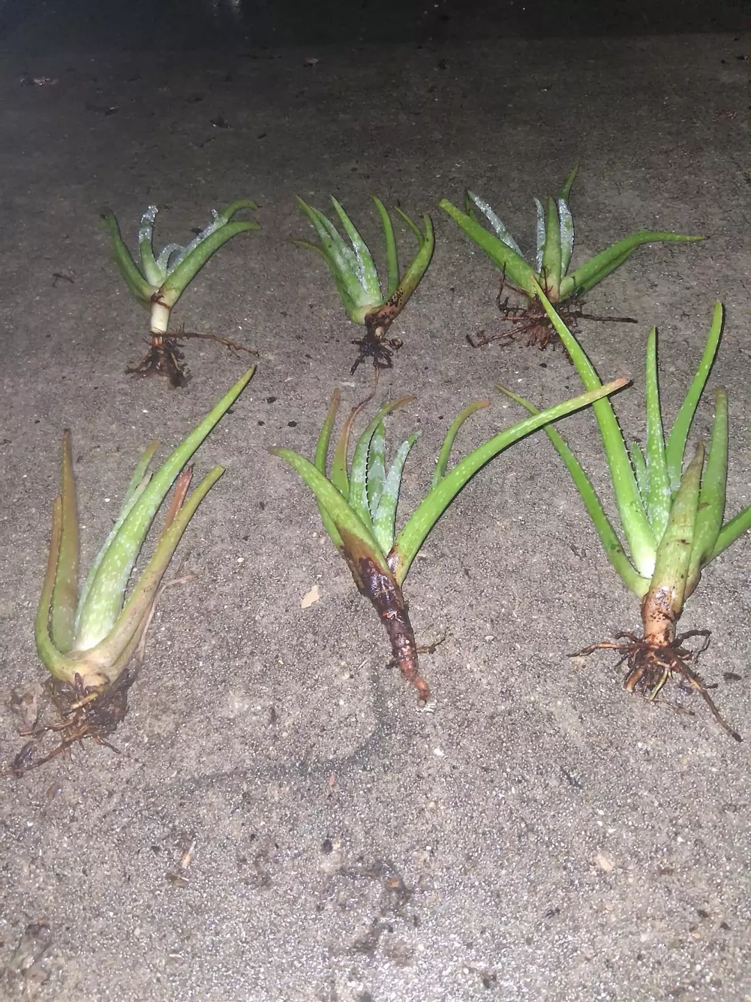 Lg. Aloe barbadensis- aloe vera GC thumbnail