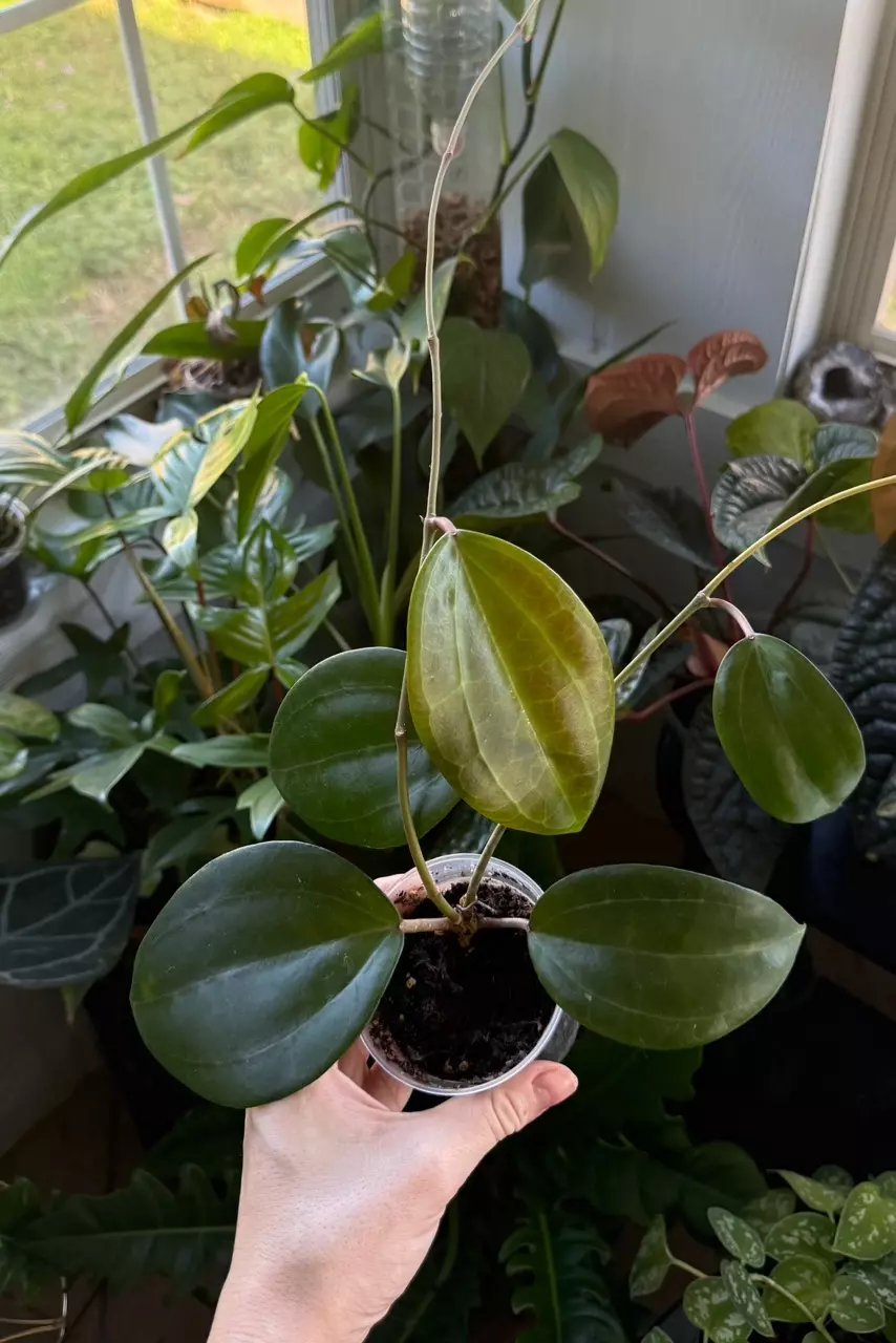 Hoya Latifolia Sarawak thumbnail