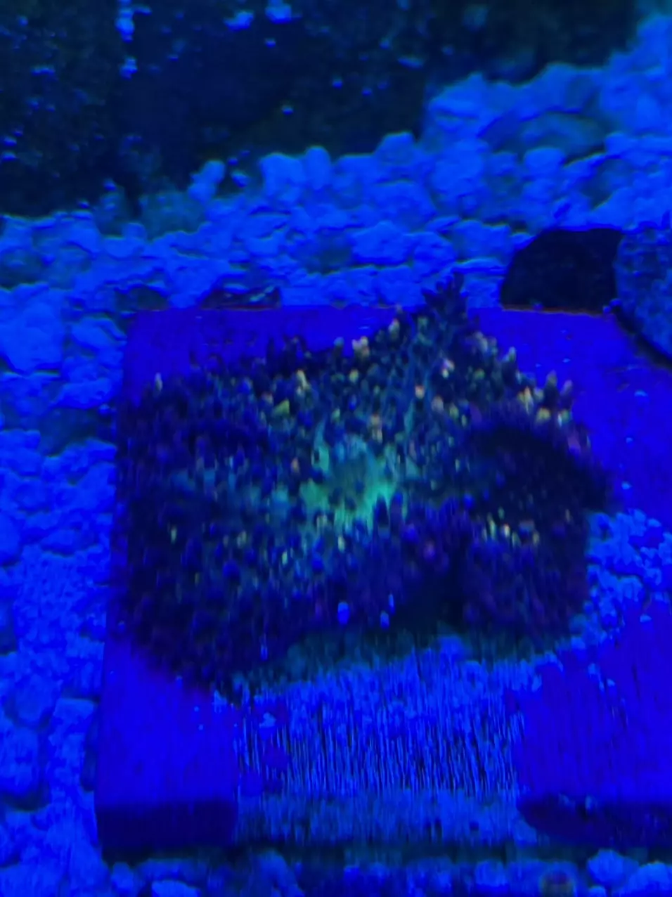 Mushroom Coral thumbnail