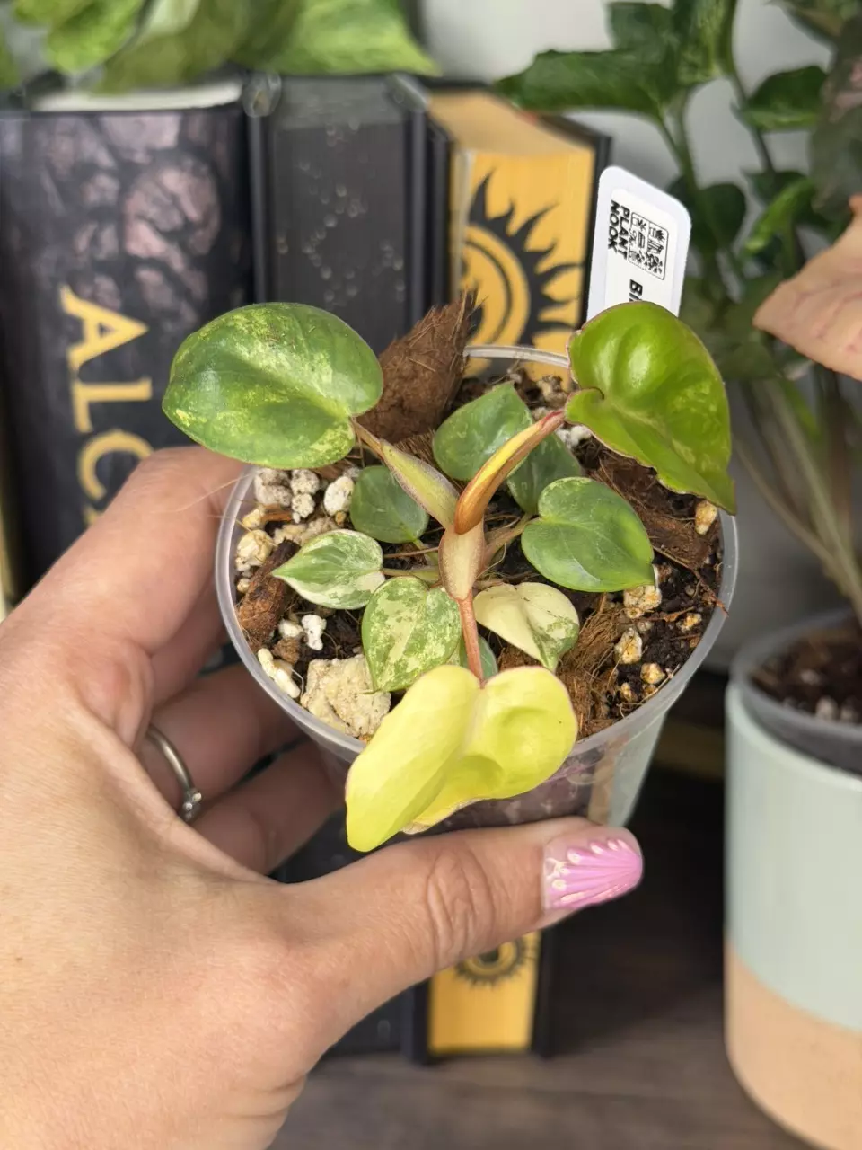 0048 Billietiae Varigated thumbnail