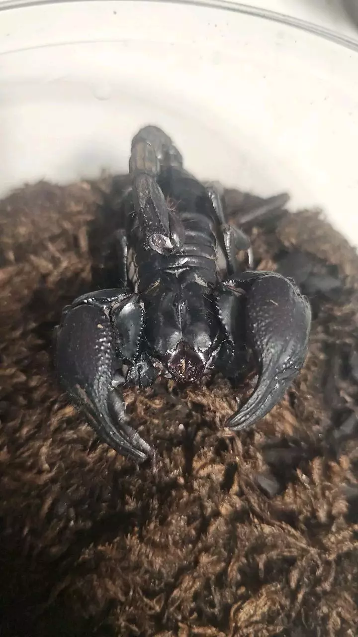Asian forest scorpion (Heterometrus spinifer) thumbnail