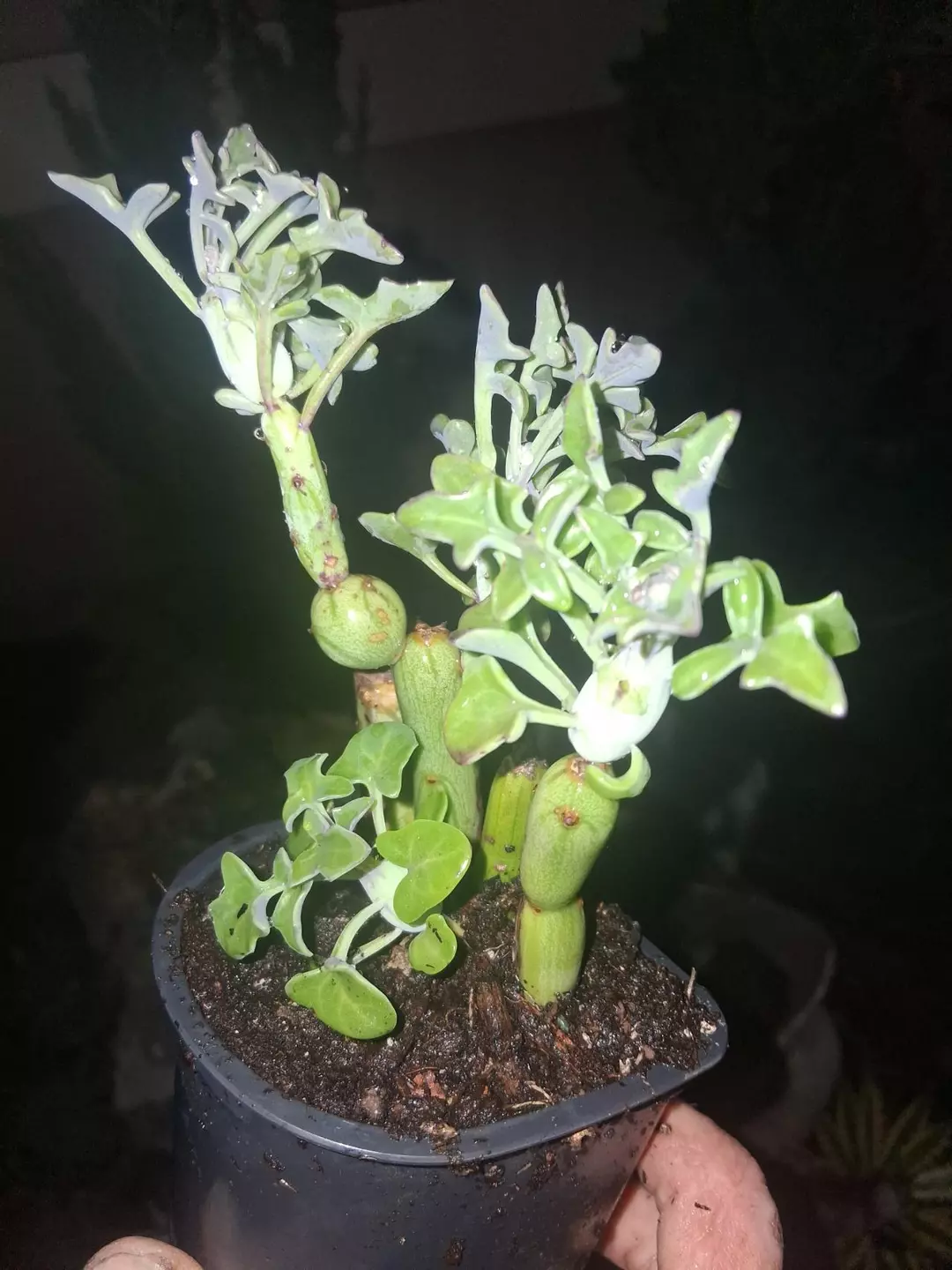 Curio articulatus - Candle plant / pickle plant thumbnail