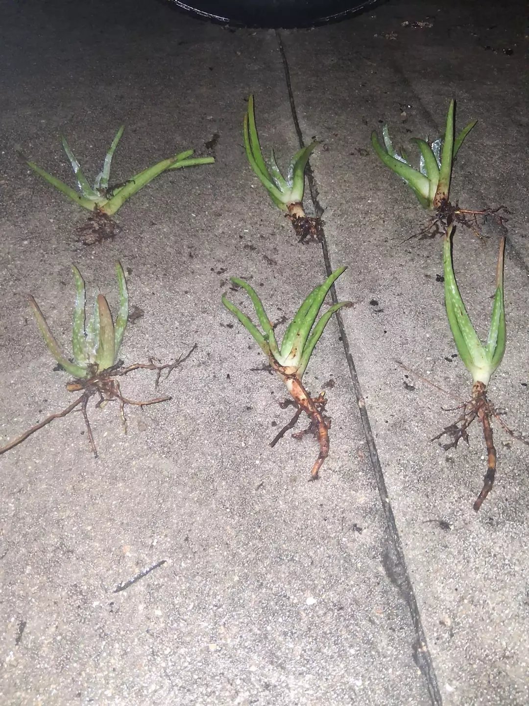 Md. Aloe barbadensis- aloe vera GC thumbnail