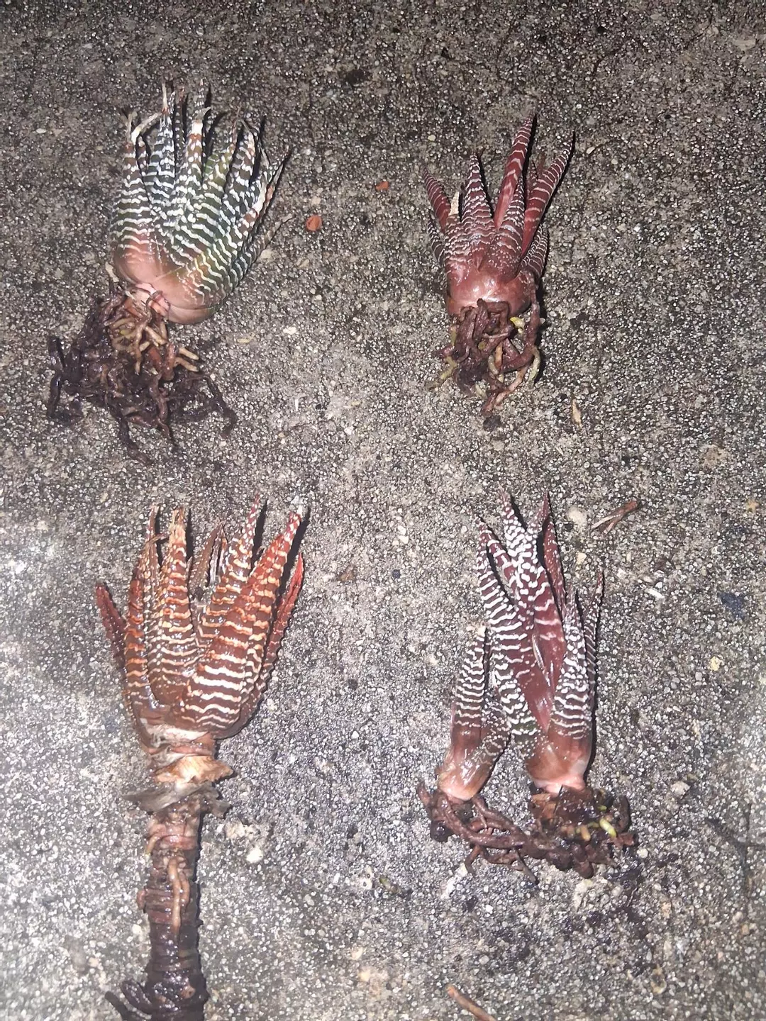 Haworthiopsis fasciata GC thumbnail