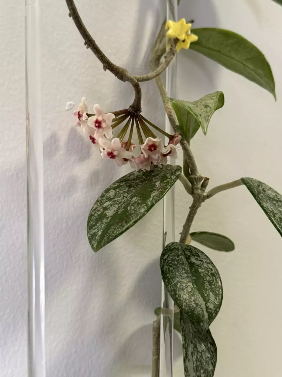 Hoya Wilbur Graves thumbnail