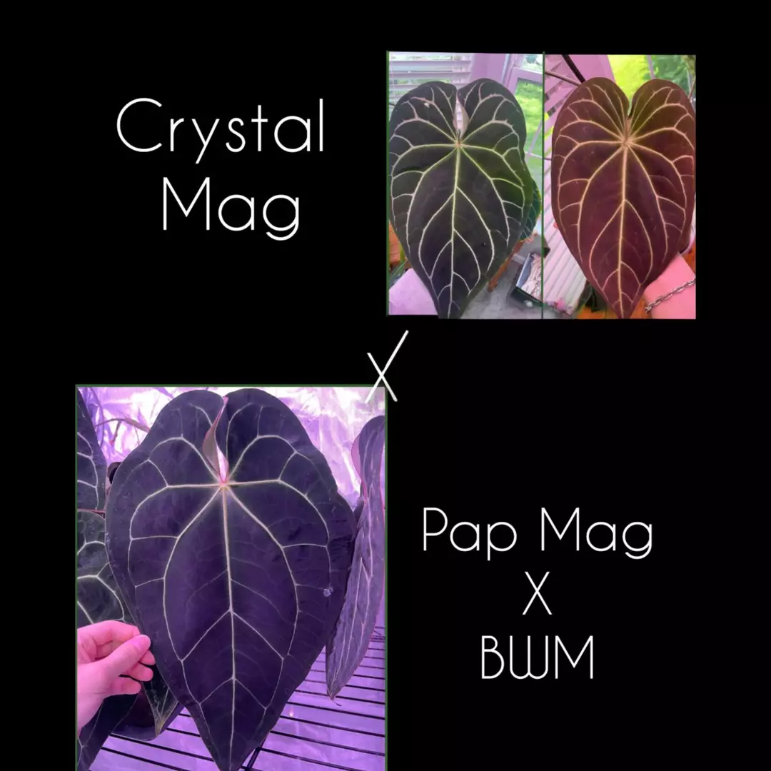 GC Crystal Mag x (Pap Mag x BWM) thumbnail