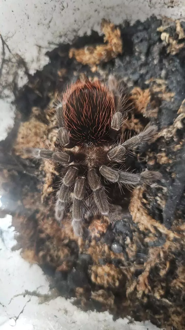 Mexican Red Rump (Tliltocatl vagans) 4" Female thumbnail