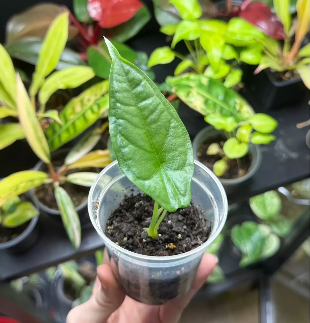 Alocasia Dragons breath thumbnail