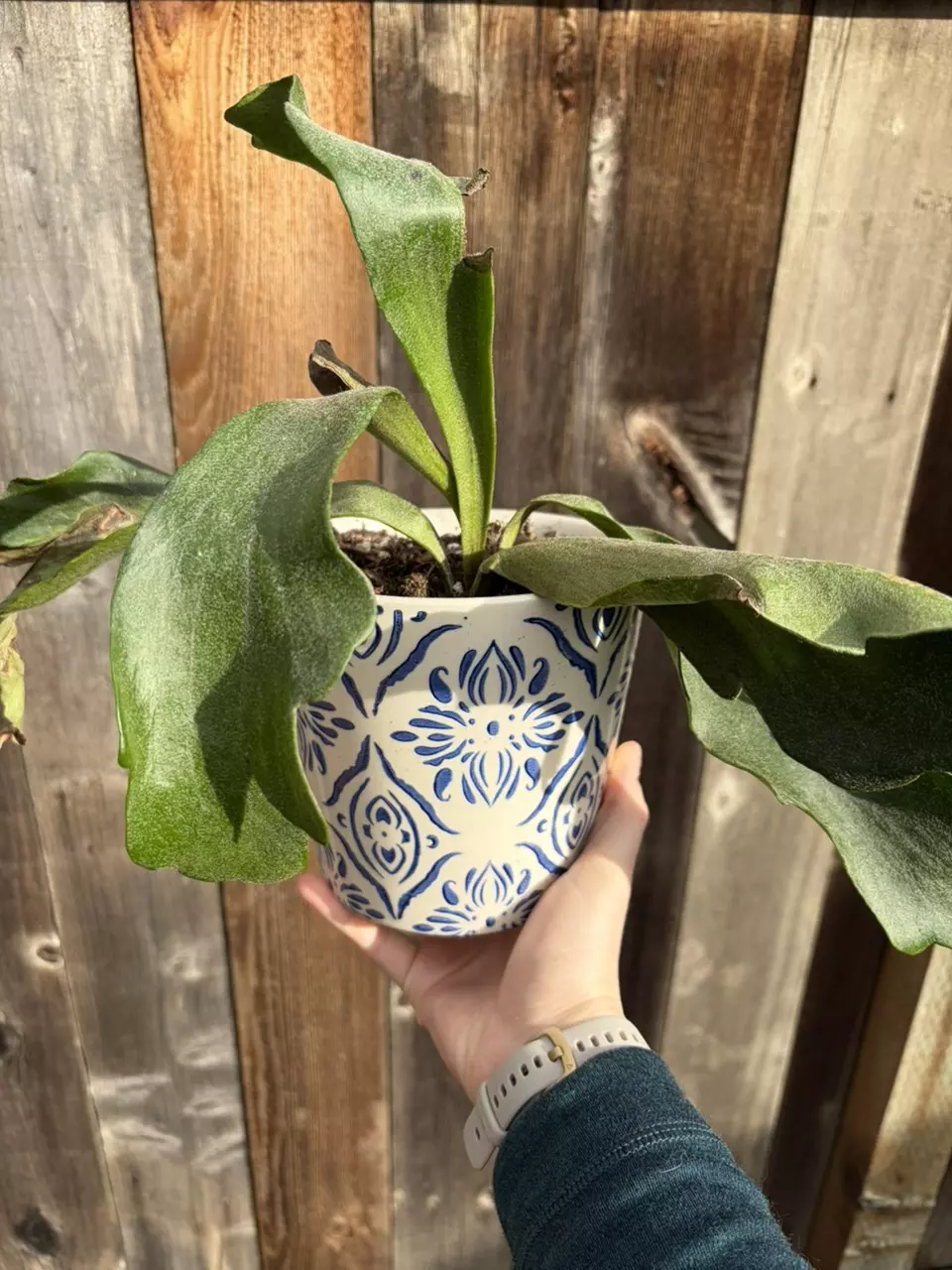 Staghorn fern thumbnail