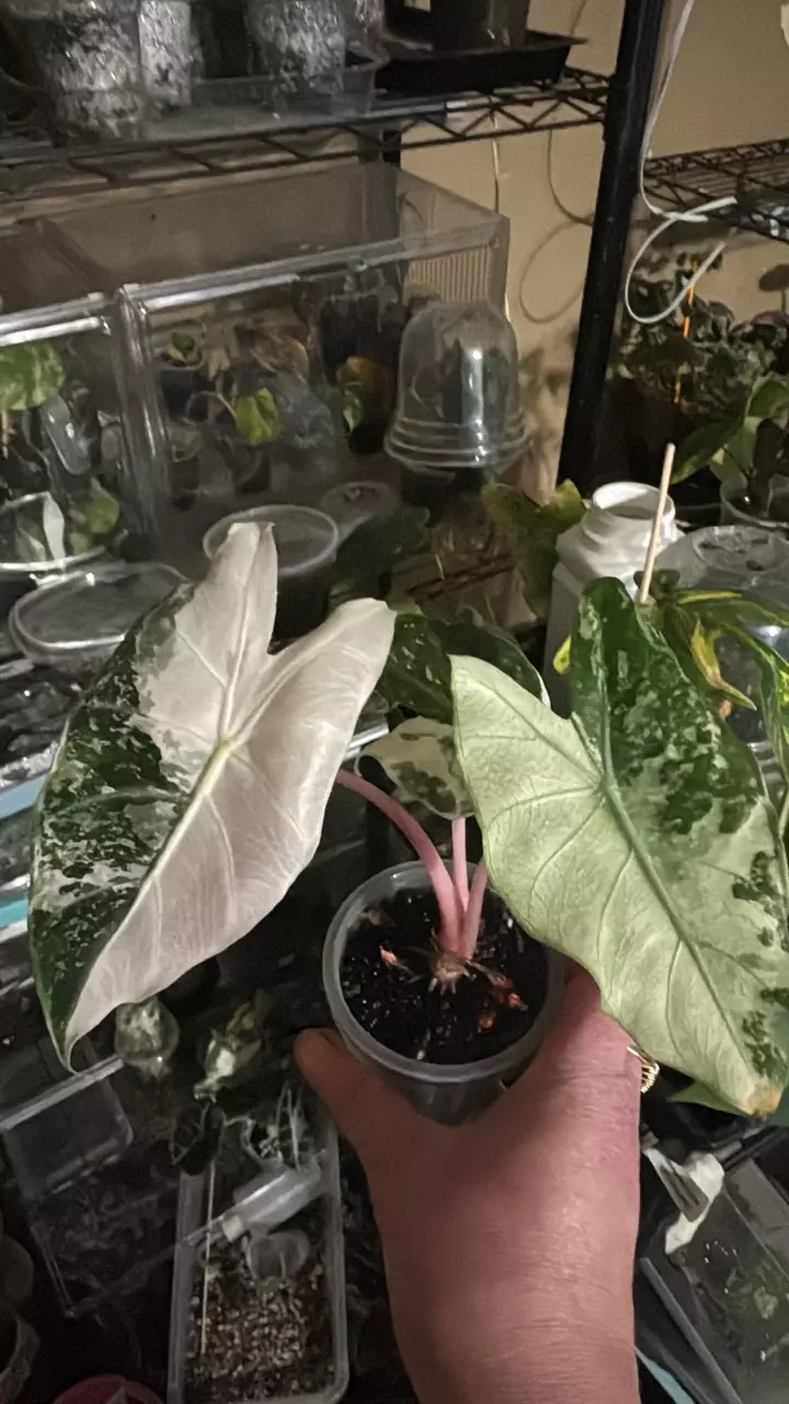 Pink albo Nairobi night corm FOR LISA ONLY!!! thumbnail