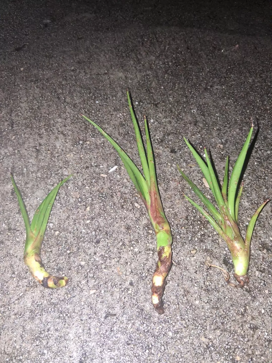 Paleoagave bracteosa - spider agave/ squid agave GC thumbnail